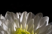 Daisies In The Sun